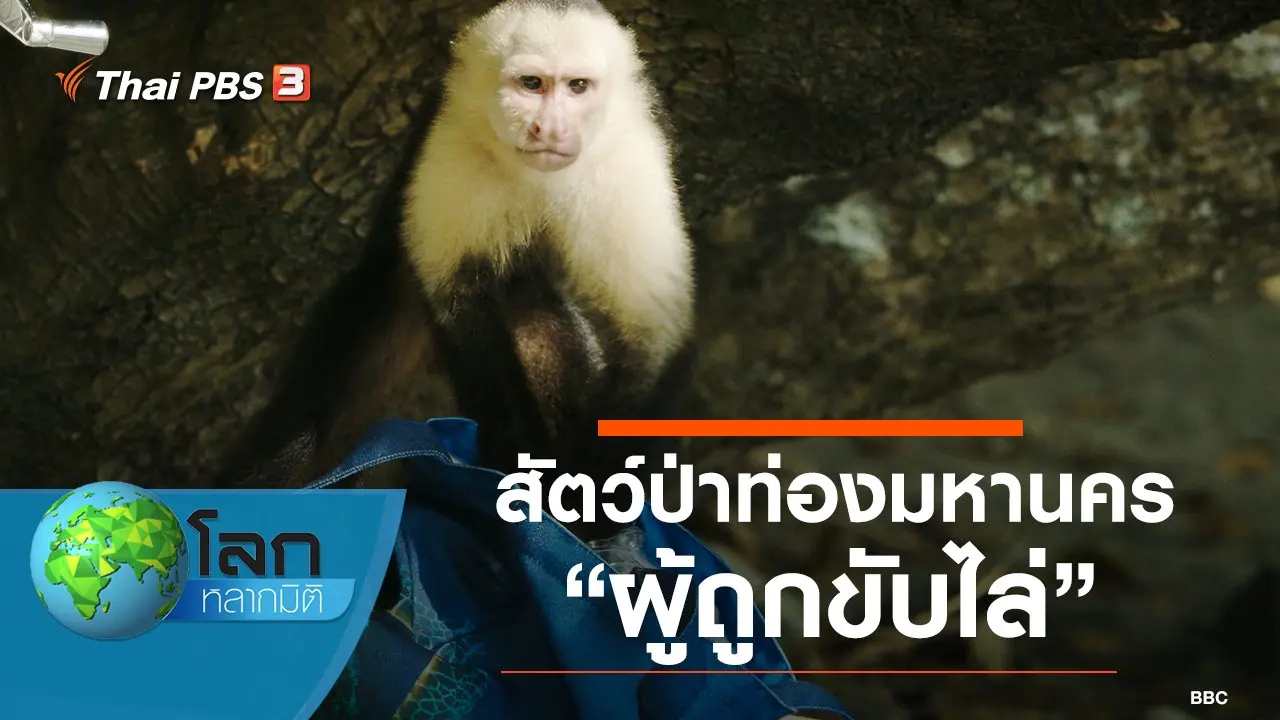 สัตว์ป่าท่องมหานคร ตอน ผู้ถูกขับไล่