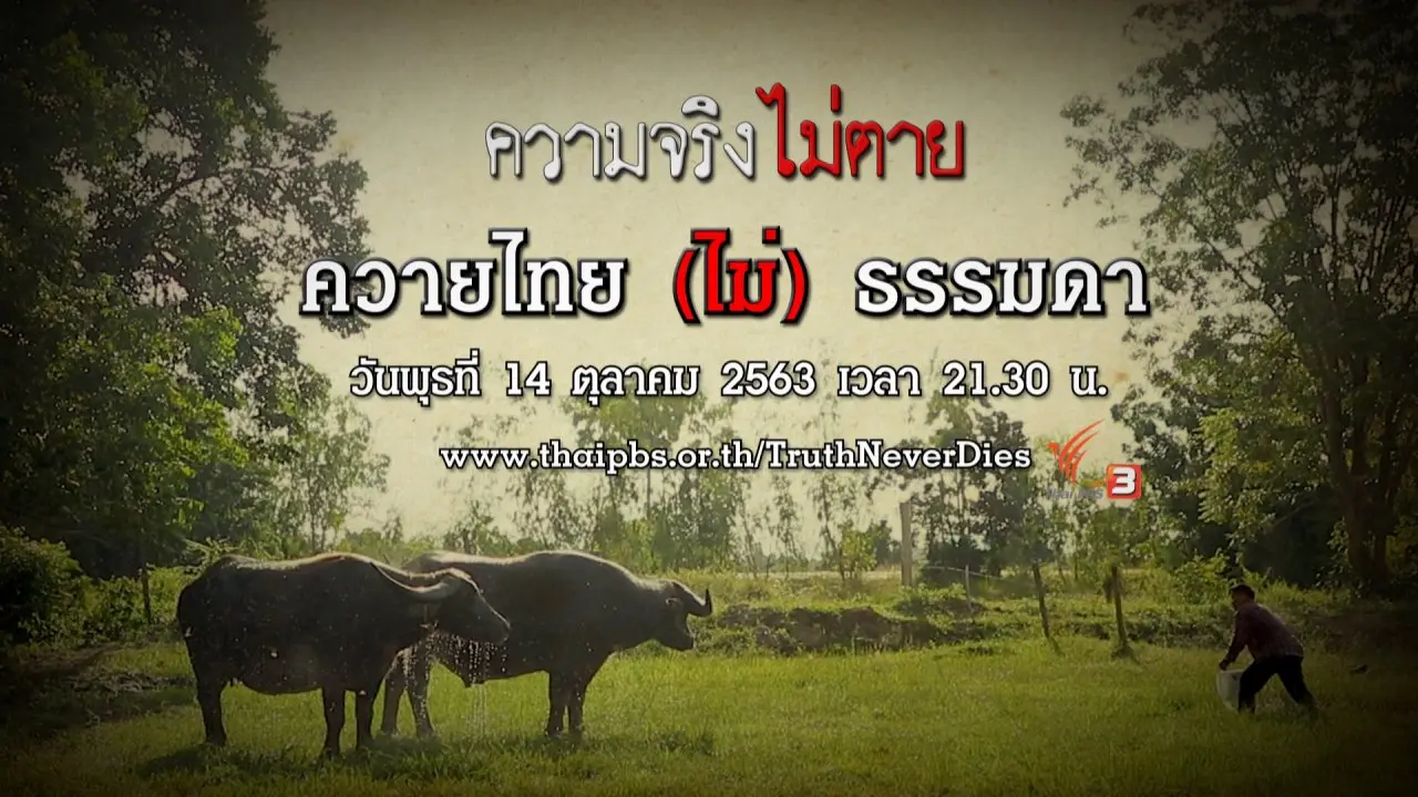 ควายไทย(ไม่)ธรรมดา