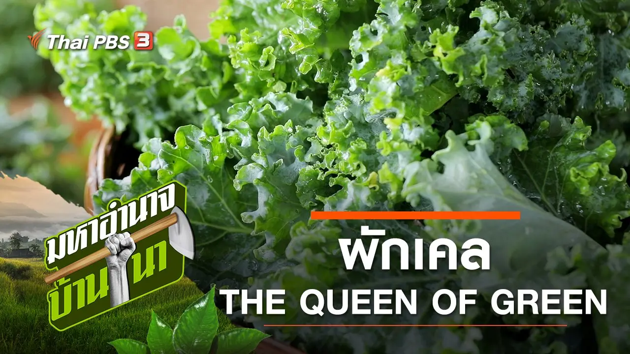 ผักเคล THE QUEEN OF GREEN