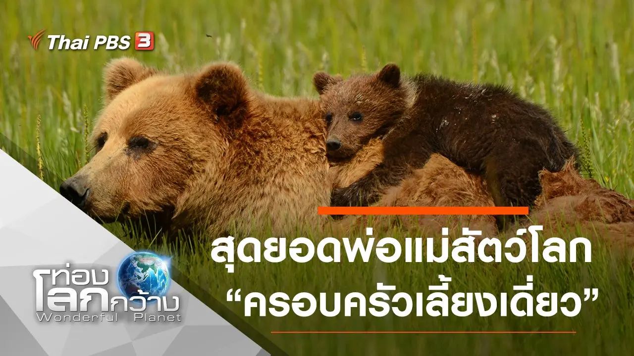 สุดยอดพ่อแม่สัตว์โลก ตอน ครอบครัวเลี้ยงเดี่ยว