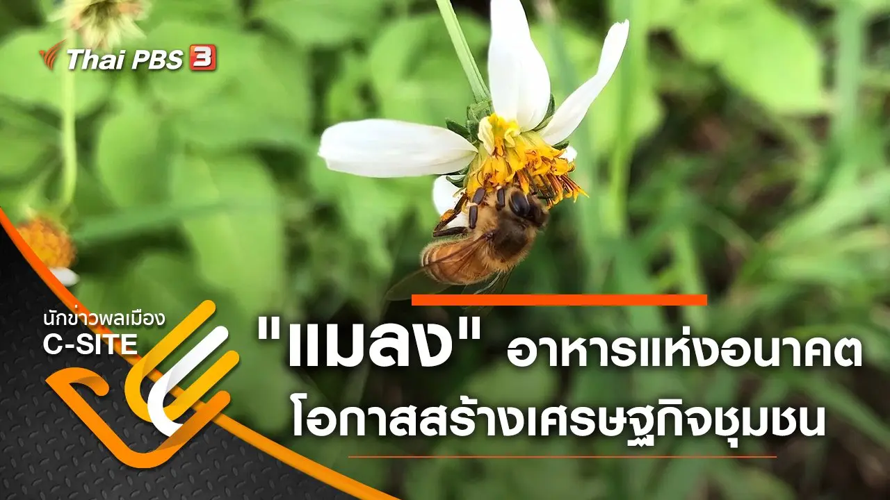 "แมลง" อาหารแห่งอนาคต โอกาสสร้างเศรษฐกิจชุมชน