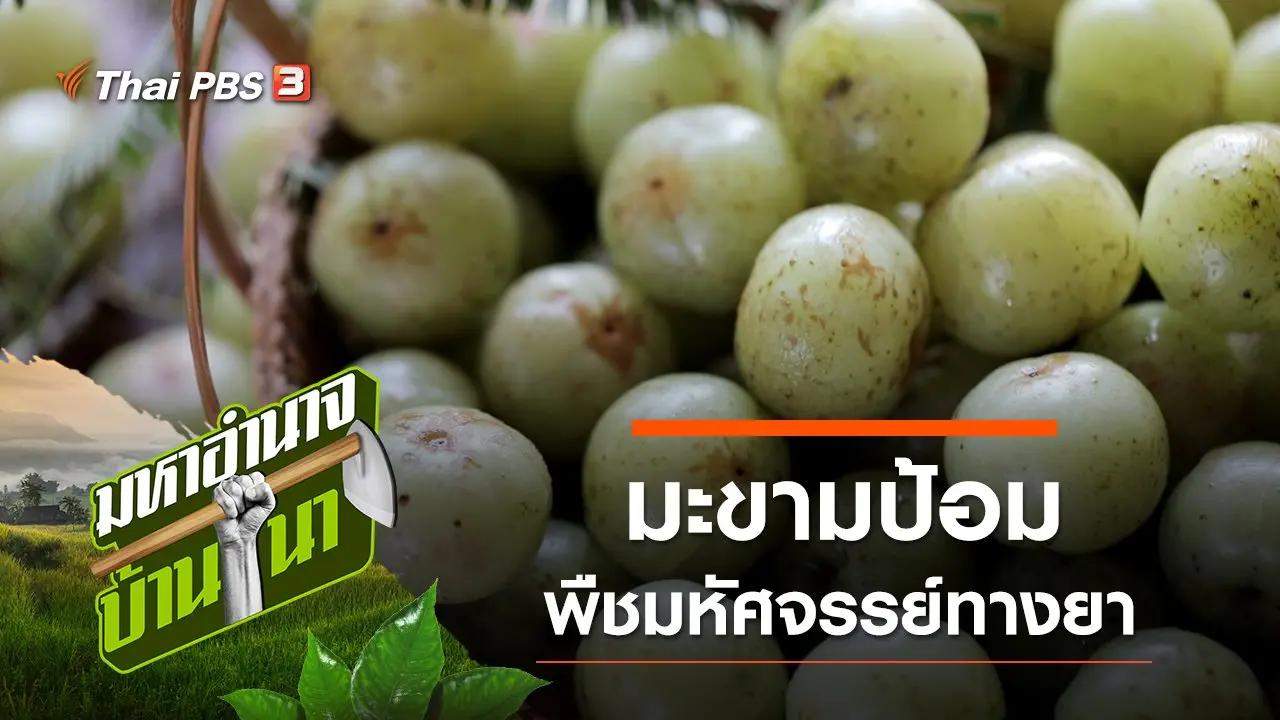 มะขามป้อม พืชมหัศจรรย์ทางยา