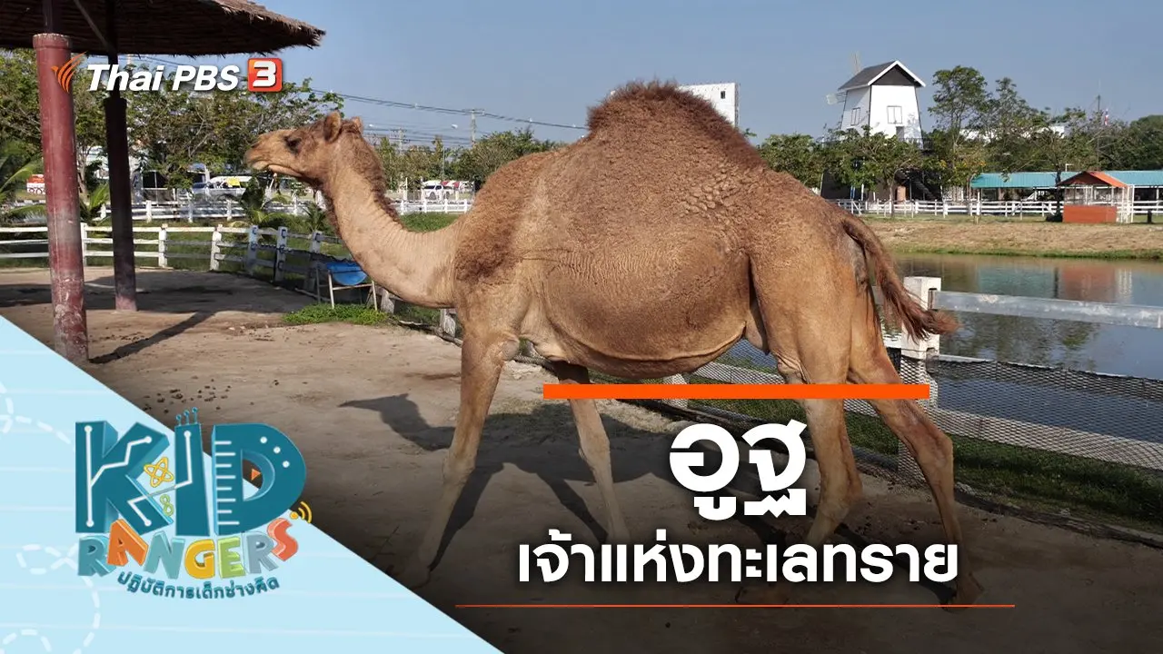 อูฐ เจ้าแห่งทะเลทราย