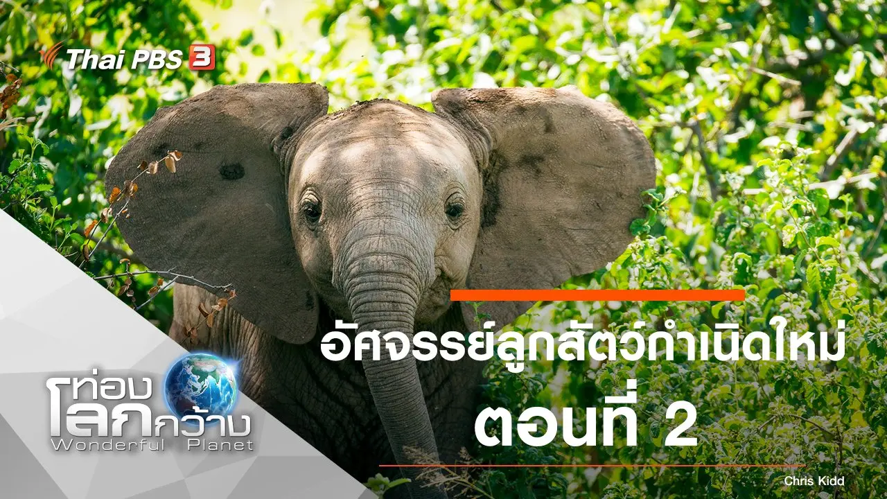 อัศจรรย์ลูกสัตว์กำเนิดใหม่ ตอนที่ 2