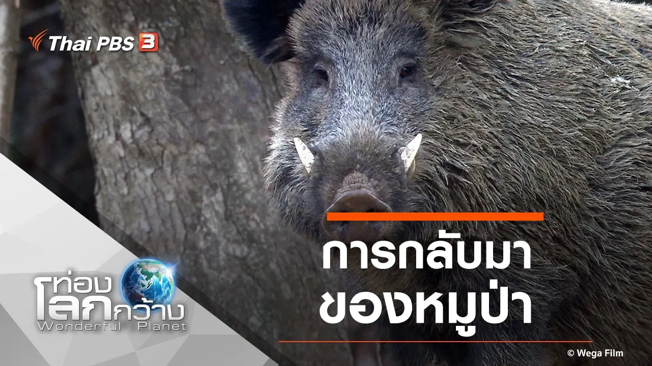 การกลับมาของหมูป่า