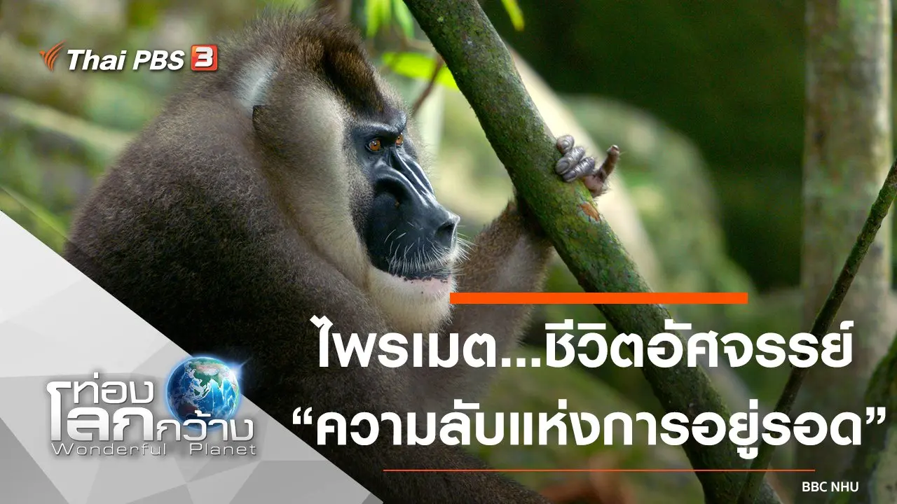 ไพรเมต...ชีวิตอัศจรรย์ ตอน ความลับแห่งการอยู่รอด