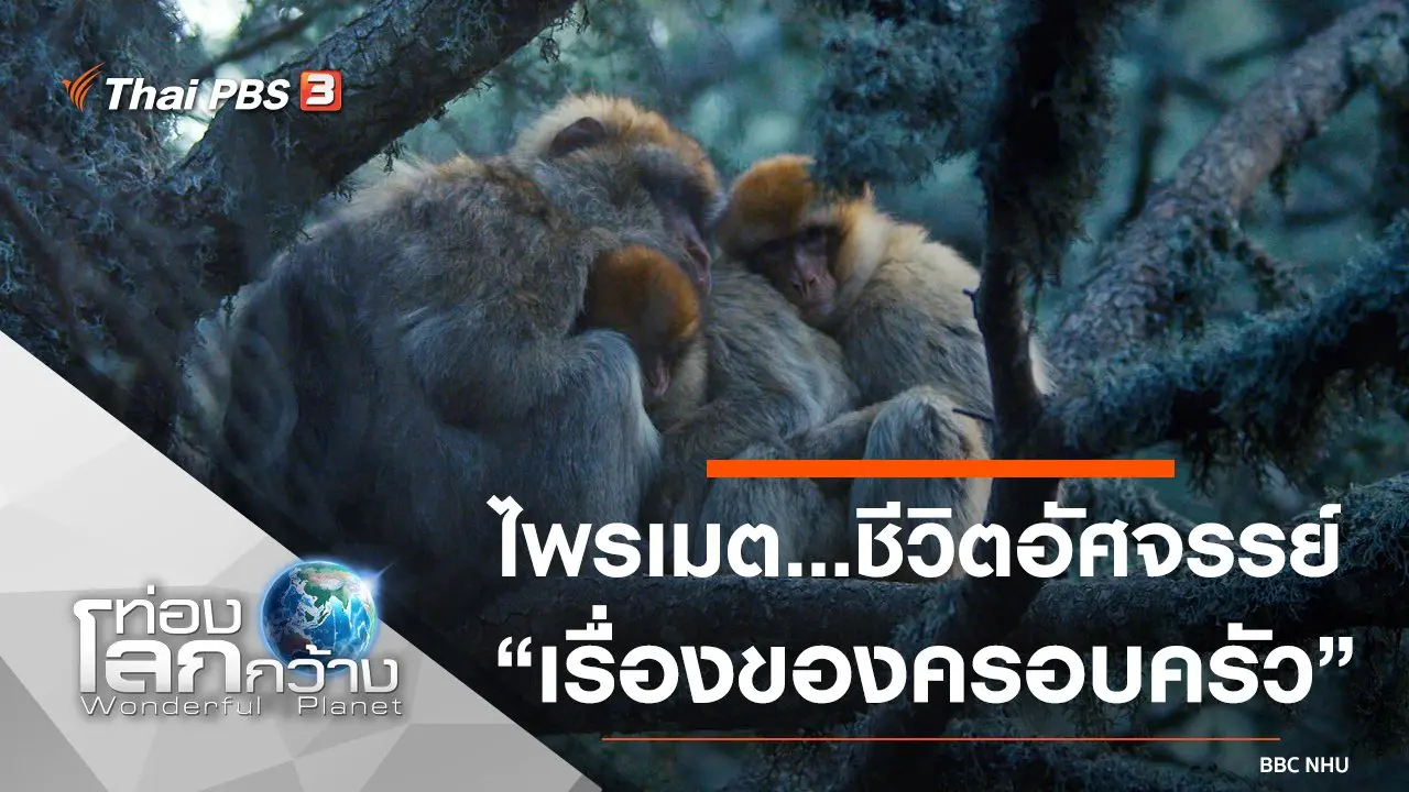 ไพรเมต...ชีวิตอัศจรรย์ ตอน เรื่องของครอบครัว