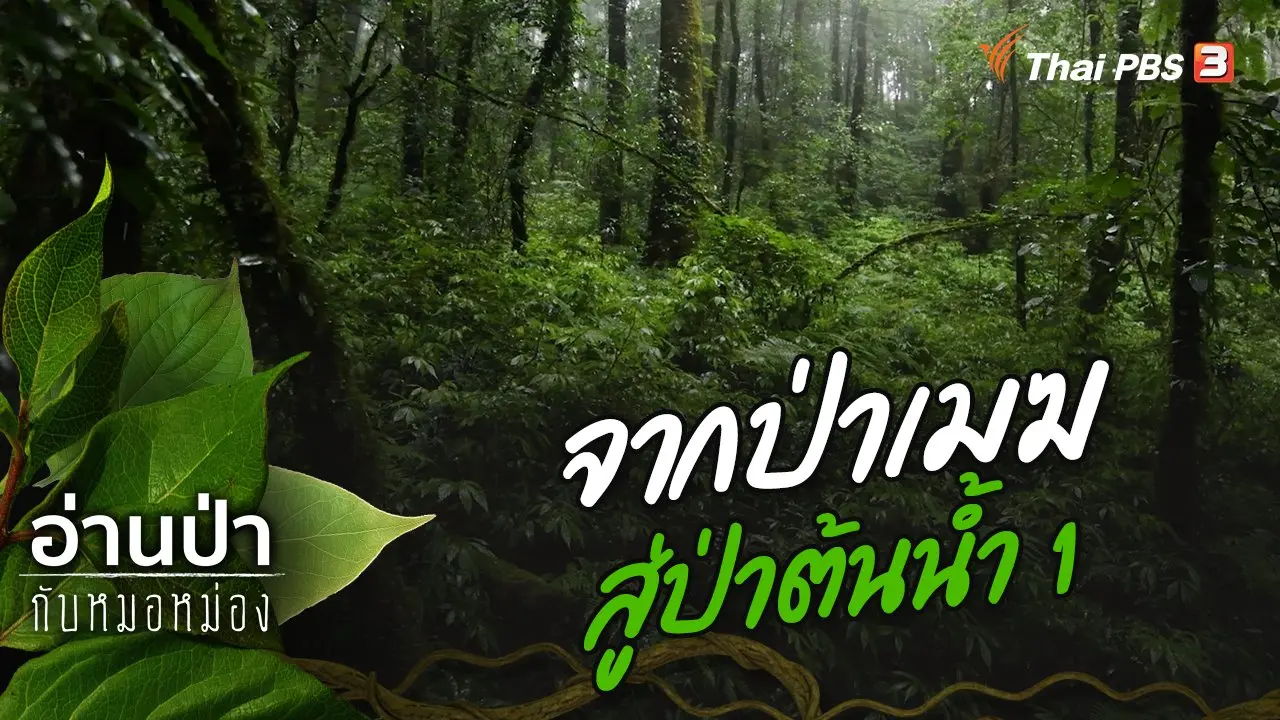 จากป่าเมฆสู่ป่าต้นน้ำ 1