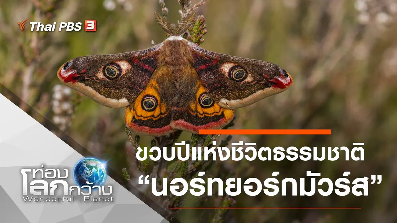 ขวบปีแห่งชีวิตธรรมชาติ ตอน นอร์ทยอร์กมัวร์ส