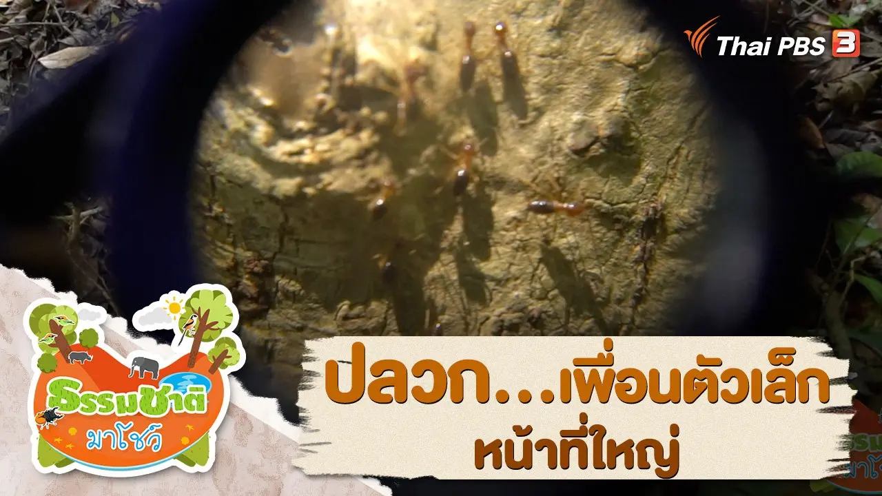 ธรรมชาติ...มาโชว์