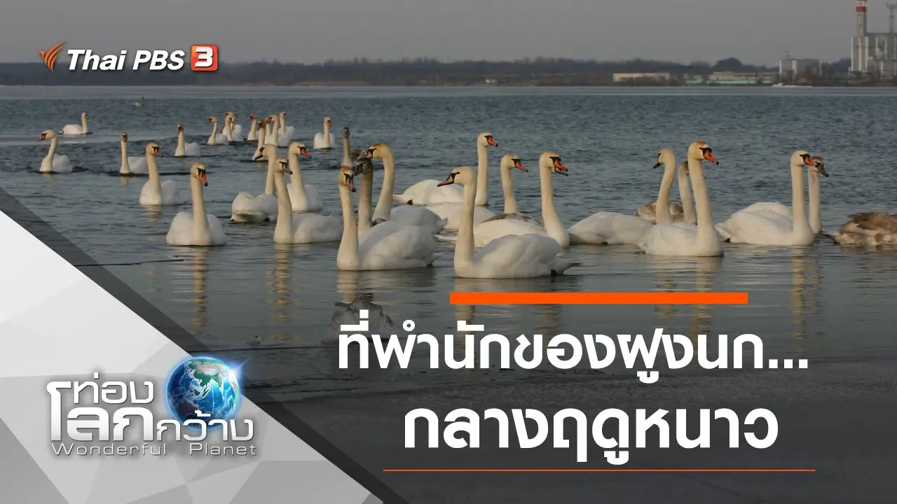 ที่พำนักของฝูงนก...กลางฤดูหนาว