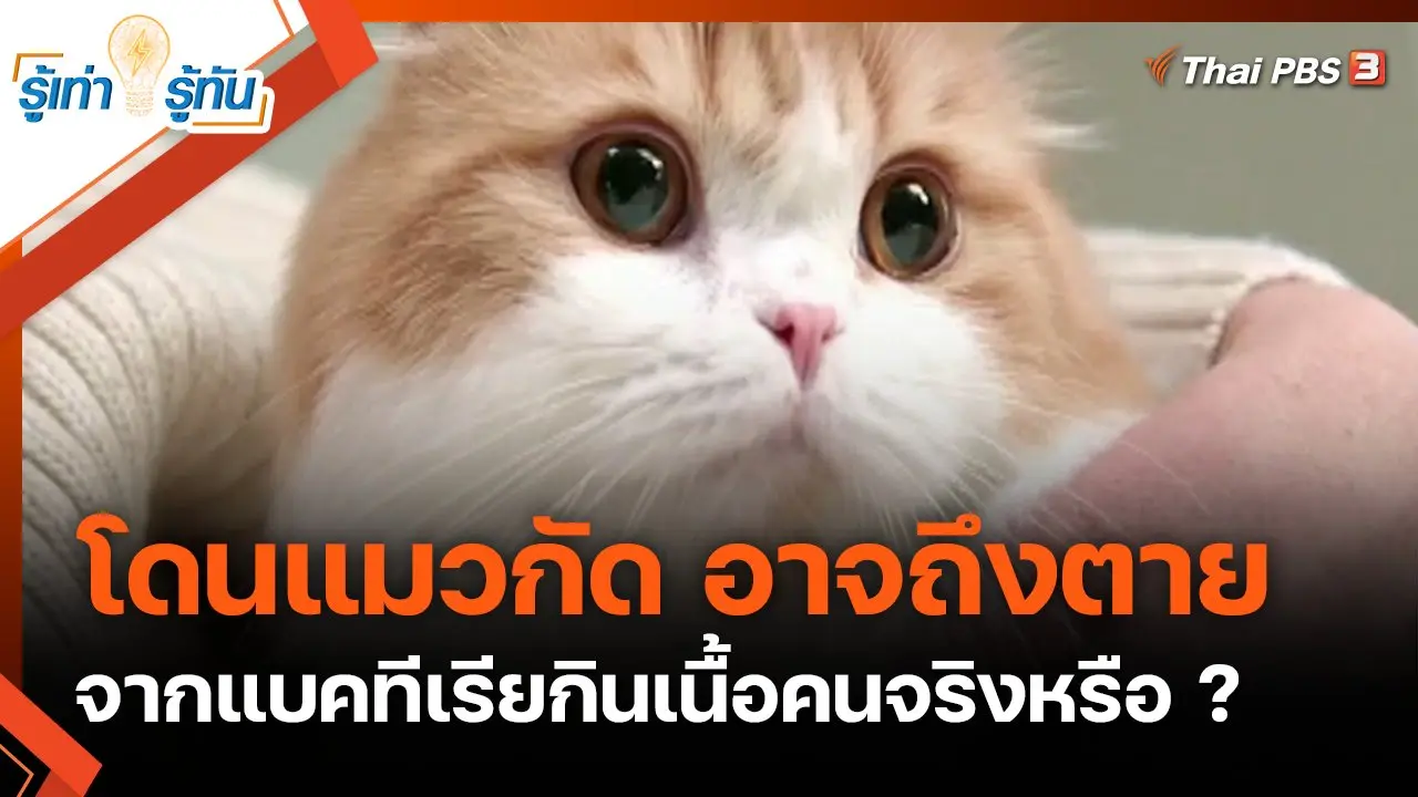 โดนแมวกัด อาจถึงตายจากแบคทีเรียกินเนื้อคนจริงหรือ ?
