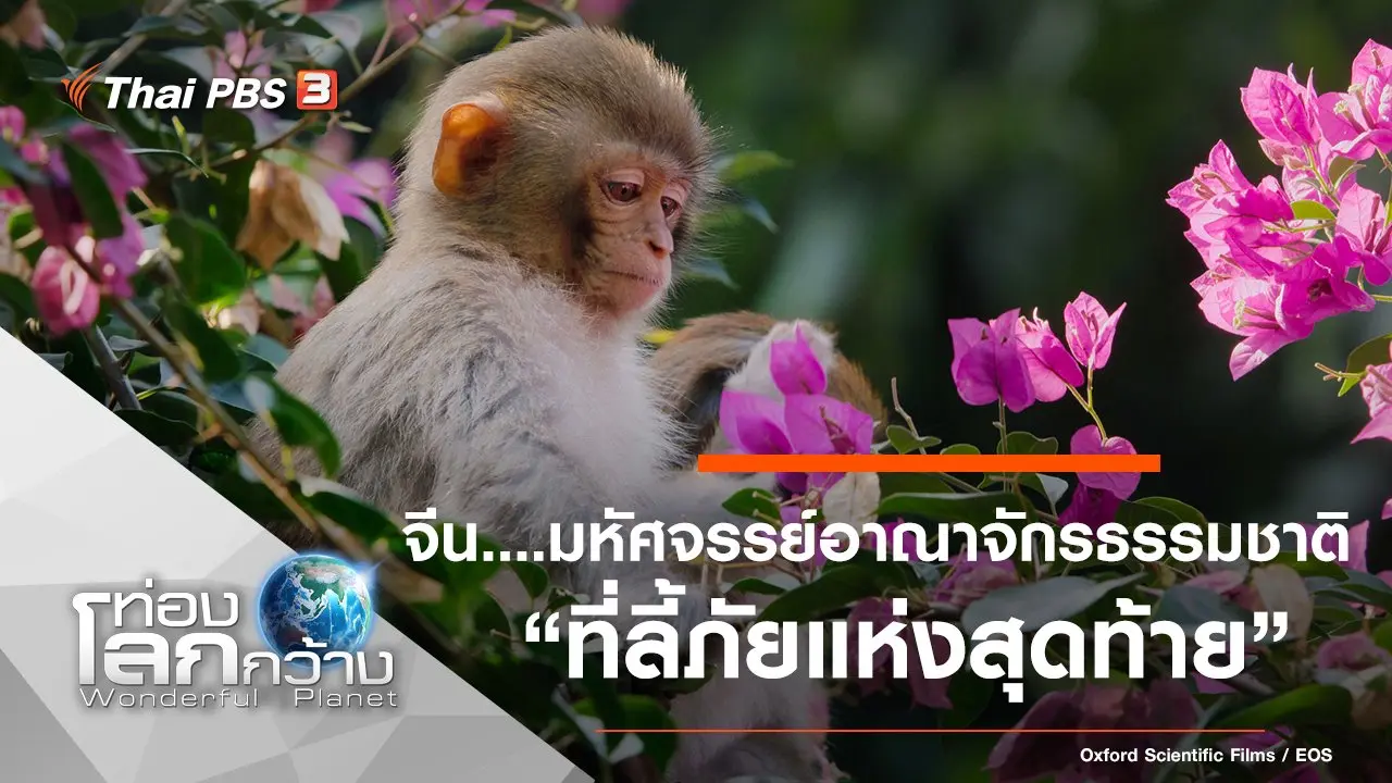 จีน....มหัศจรรย์อาณาจักรธรรมชาติ ตอน ที่ลี้ภัยแห่งสุดท้าย