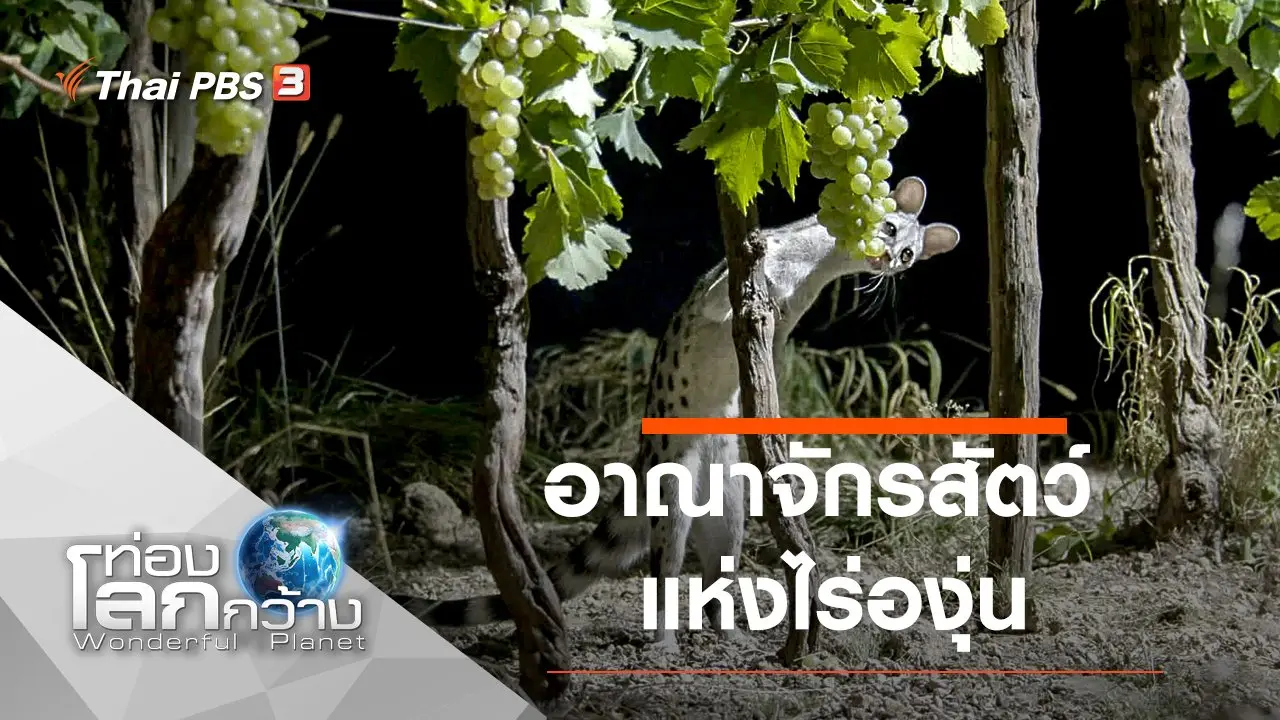 อาณาจักรสัตว์แห่งไร่องุ่น