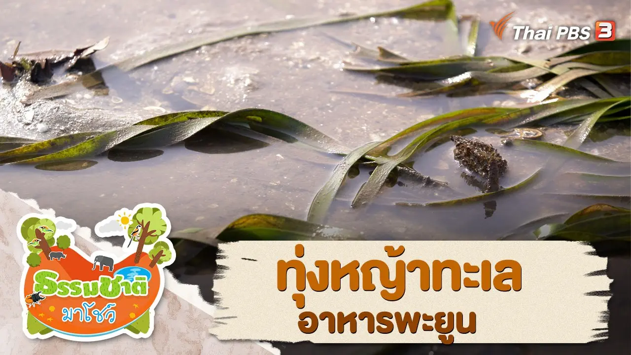 ทุ่งหญ้าทะเล