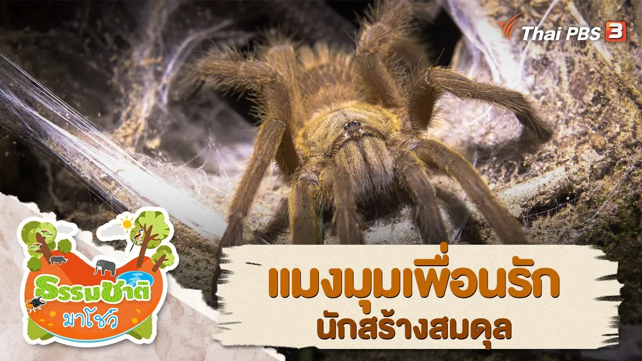 แมงมุมเพื่อนรัก นักสร้างสมดุล