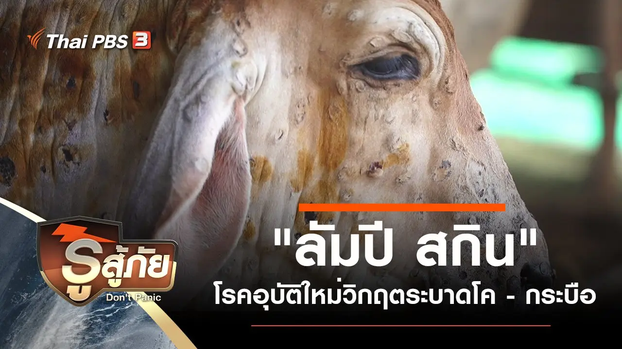 "ลัมปี สกิน" โรคอุบัติใหม่วิกฤตระบาดโค - กระบือ