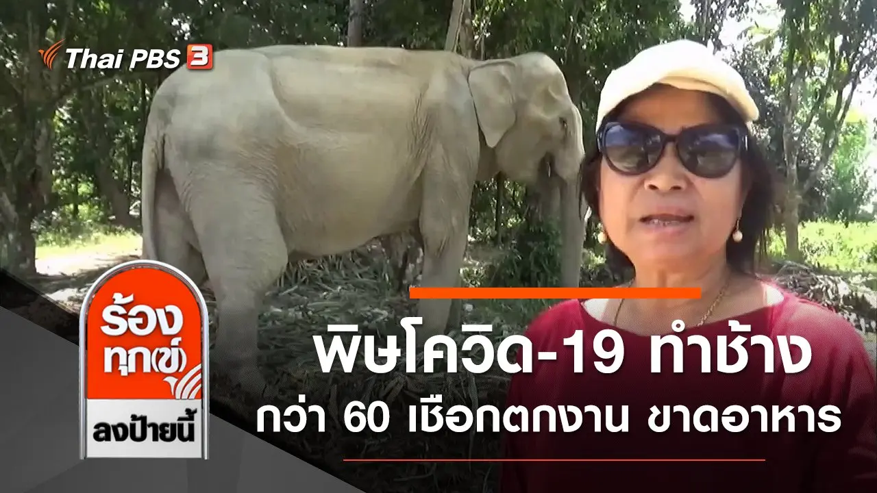 พิษโควิด-19 ทำช้างกว่า 60 เชือกตกงาน ขาดอาหาร จ.ตรัง