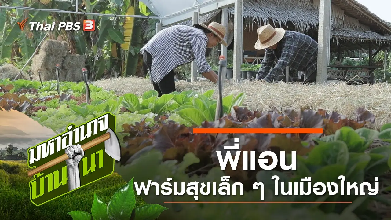 พี่แอน ฟาร์มสุขเล็ก ๆ ในเมืองใหญ่