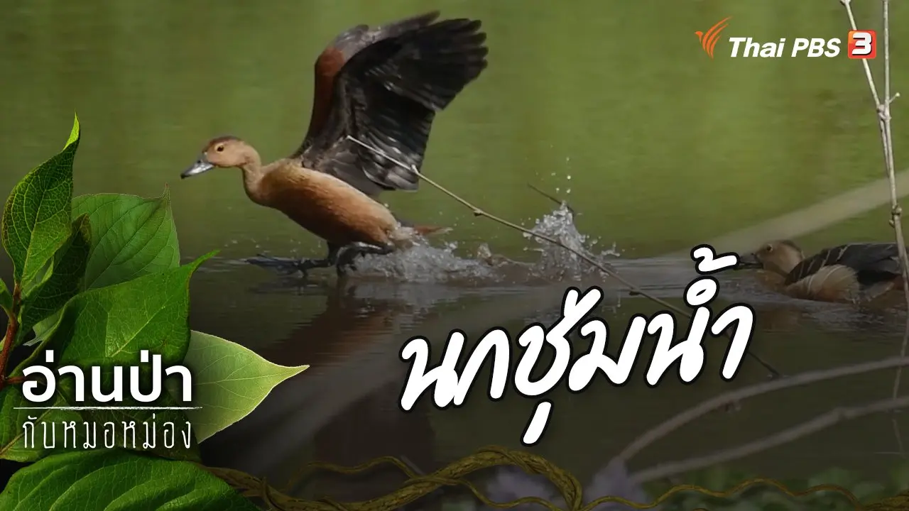 นกชุ่มน้ำ
