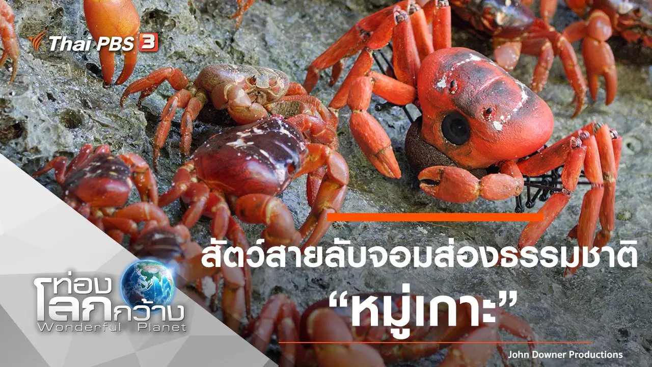 สัตว์สายลับจอมส่องธรรมชาติ ตอน หมู่เกาะ