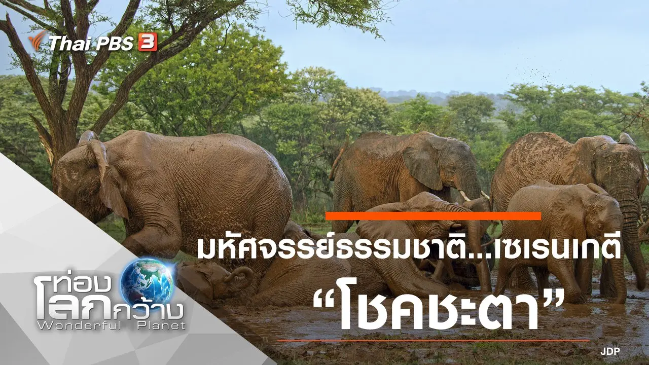 มหัศจรรย์ธรรมชาติ...เซเรนเกตี ตอน โชคชะตา