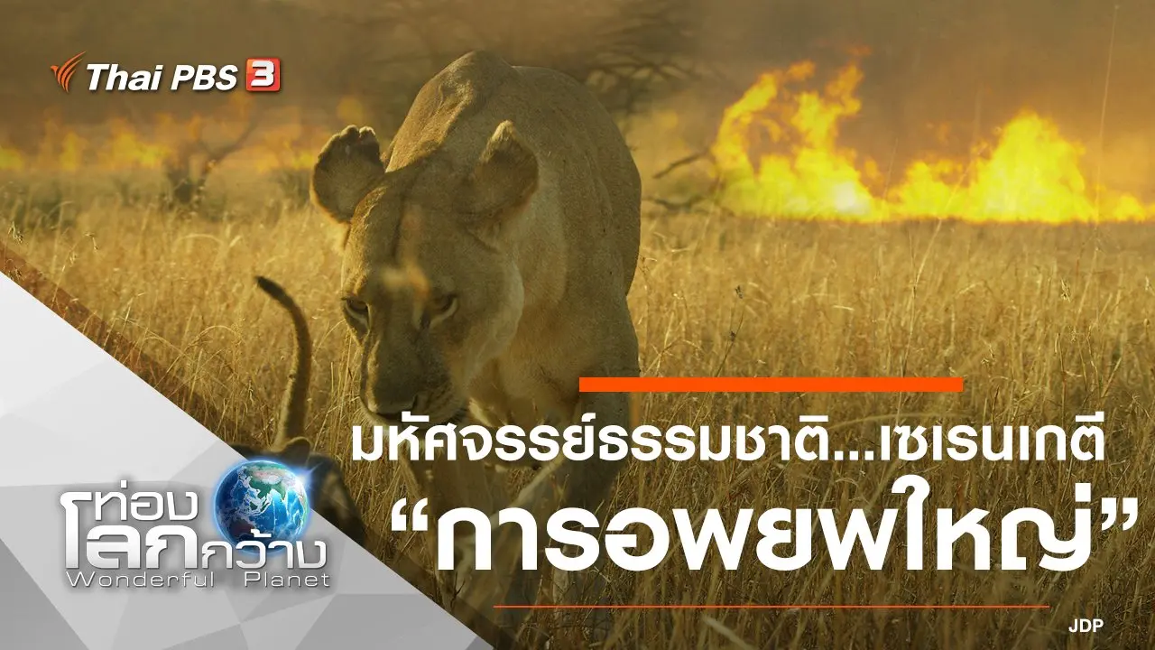 มหัศจรรย์ธรรมชาติ...เซเรนเกตี ตอน การอพยพใหญ่
