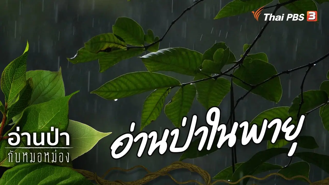 อ่านป่าในพายุ