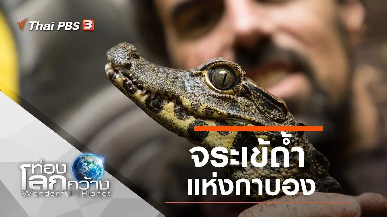 จระเข้ถ้ำแห่งกาบอง