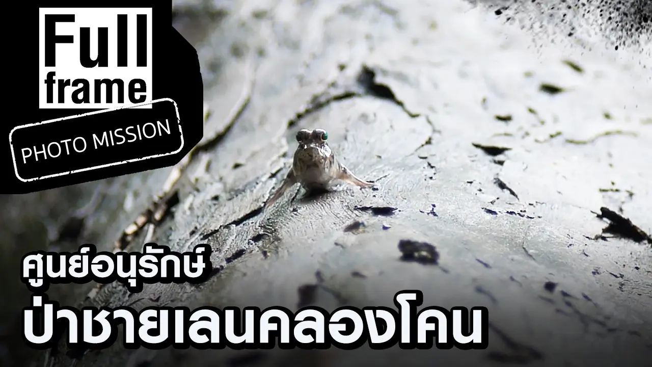 ศูนย์อนุรักษ์ป่าชายเลนคลองโคน