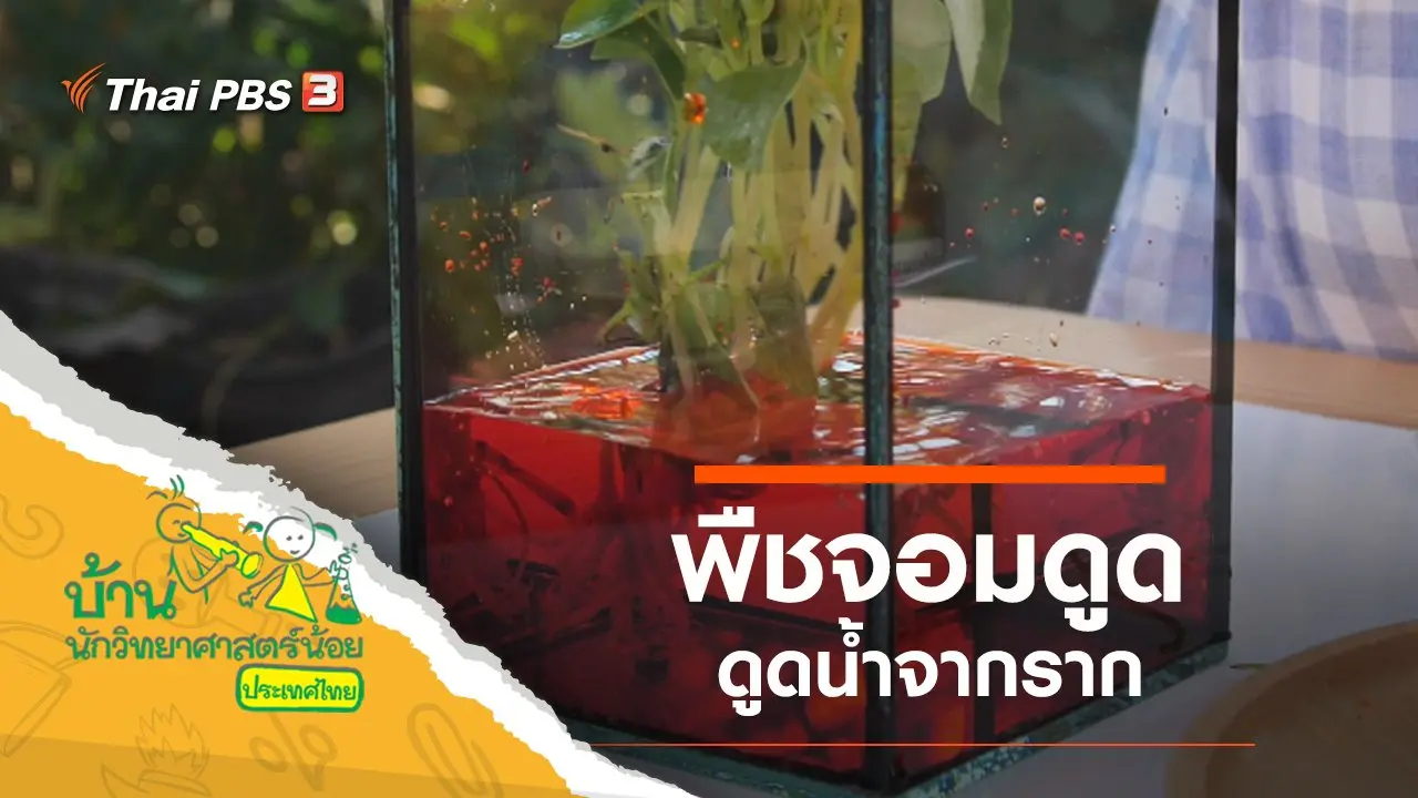 พืชจอมดูด
