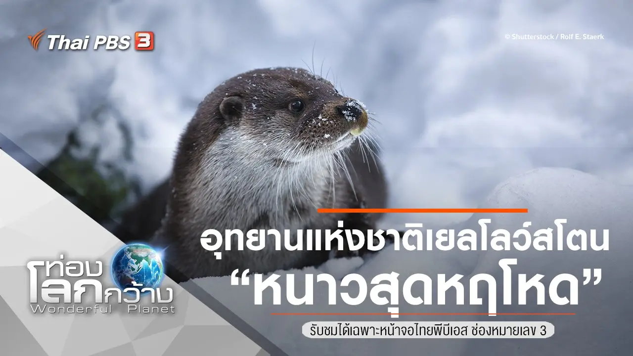อุทยานแห่งชาติเยลโลว์สโตน ตอน หนาวสุดหฤโหด