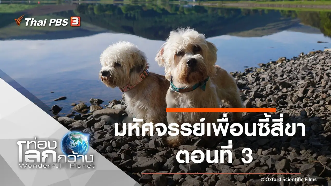 มหัศจรรย์เพื่อนซี้สี่ขา ตอนที่ 3