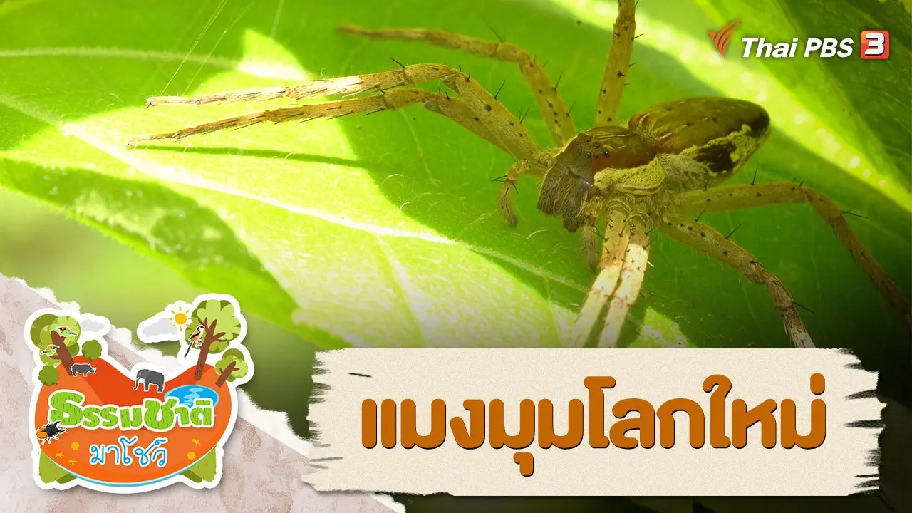 แมงมุมโลกใหม่