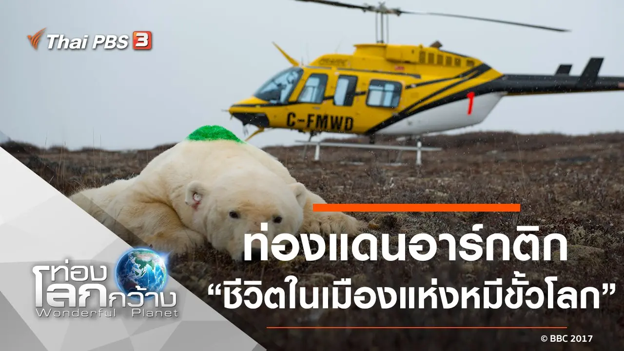 ท่องแดนอาร์กติก ตอน ชีวิตในเมืองแห่งหมีขั้วโลก