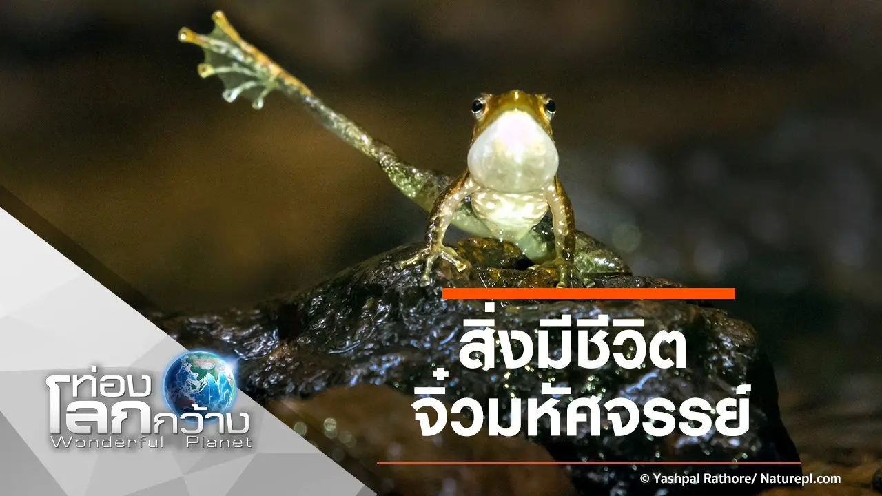 สิ่งมีชีวิตจิ๋วมหัศจรรย์