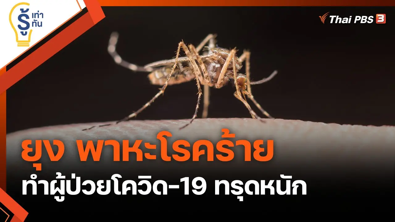 ยุง พาหะโรคร้าย ทำผู้ป่วยโควิด-19 ทรุดหนัก