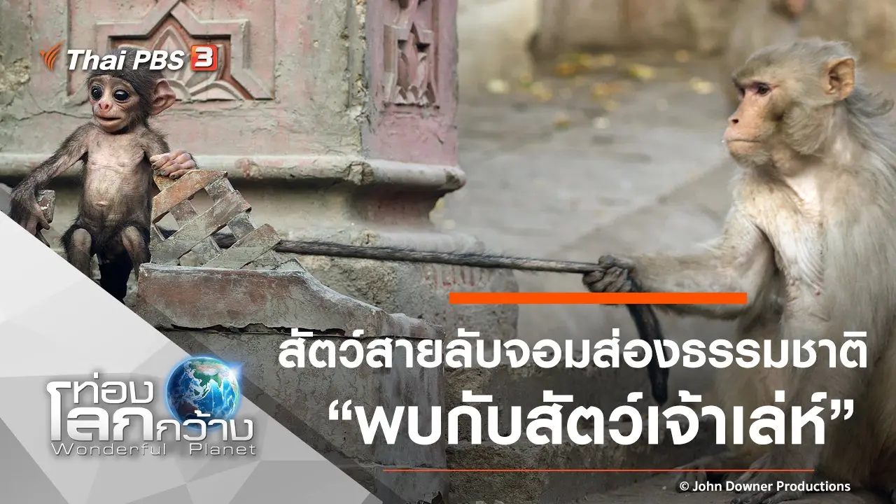 สัตว์สายลับจอมส่องธรรมชาติ ตอน พบกับสัตว์เจ้าเล่ห์