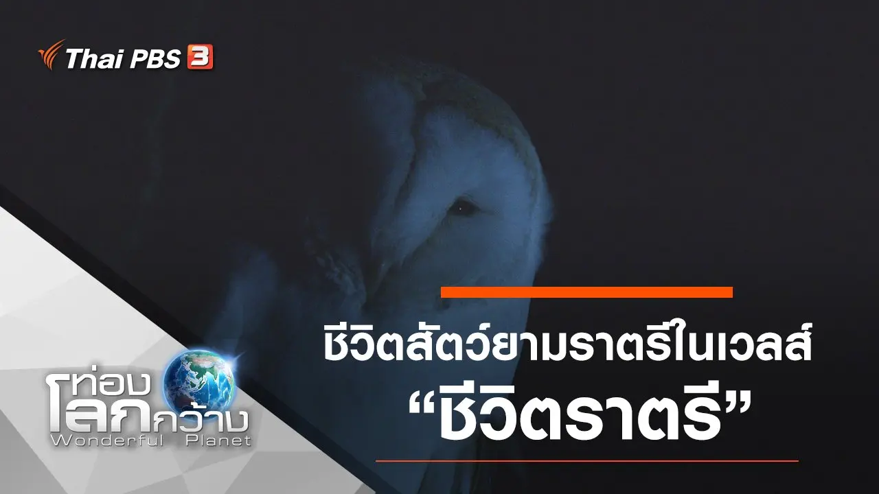 ชีวิตสัตว์ยามราตรีในเวลส์ ตอน ชีวิตราตรี