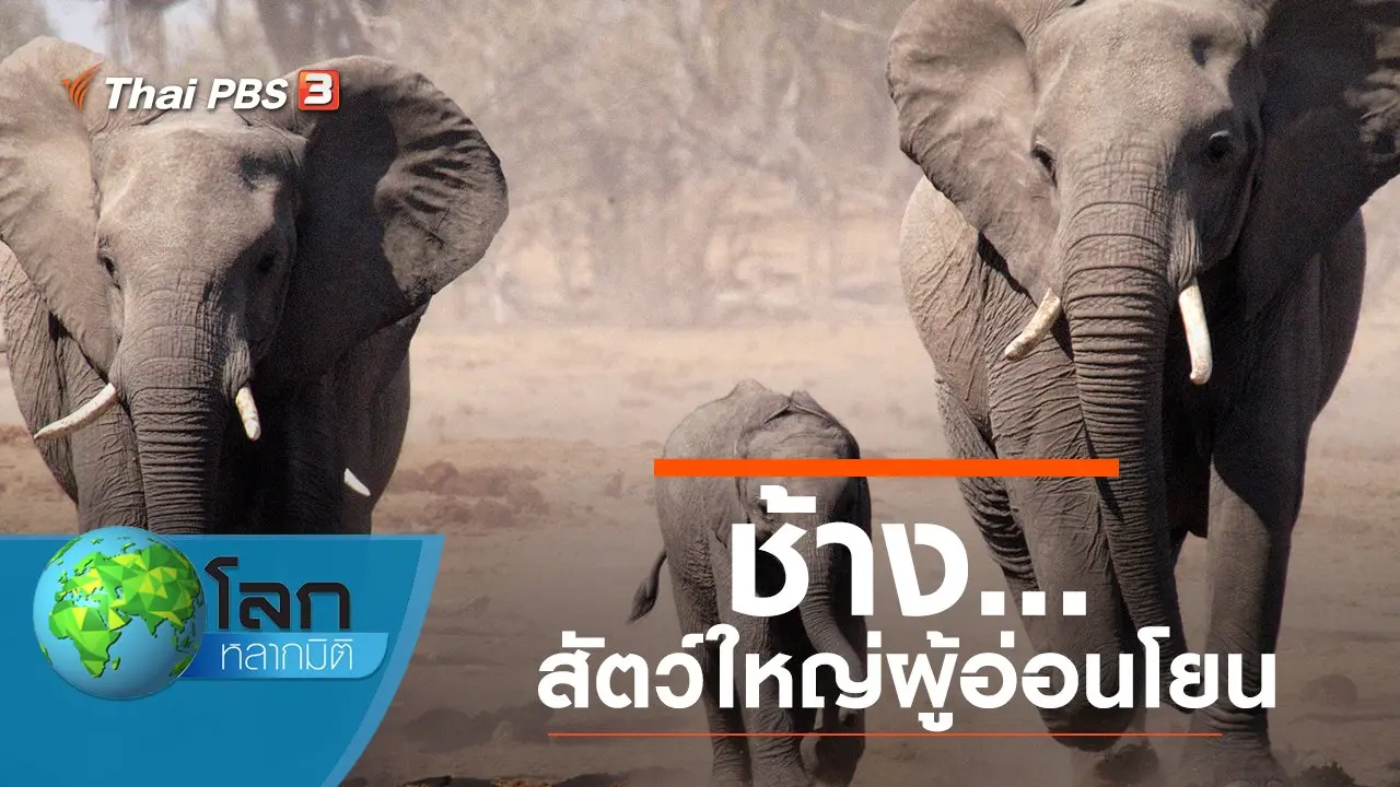 ช้าง...สัตว์ใหญ่ผู้อ่อนโยน