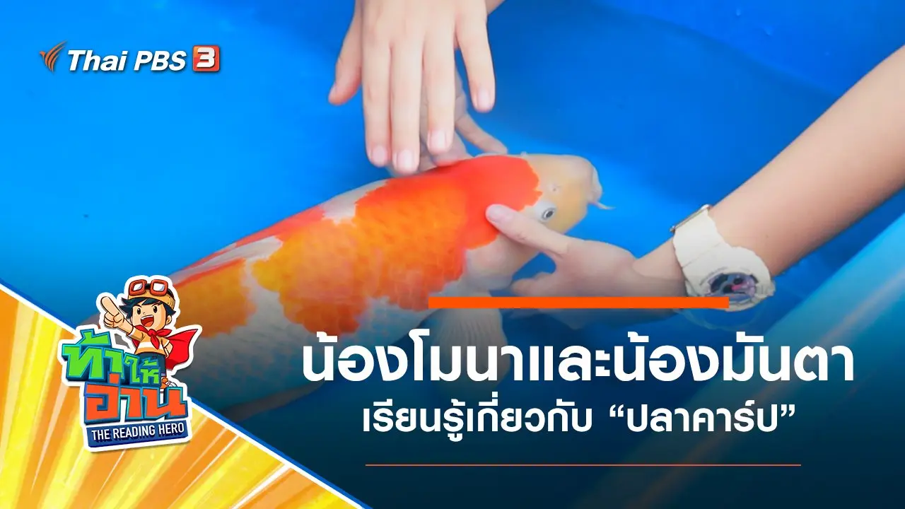 ปลาคาร์ป : น้องโมนาและน้องมันตา