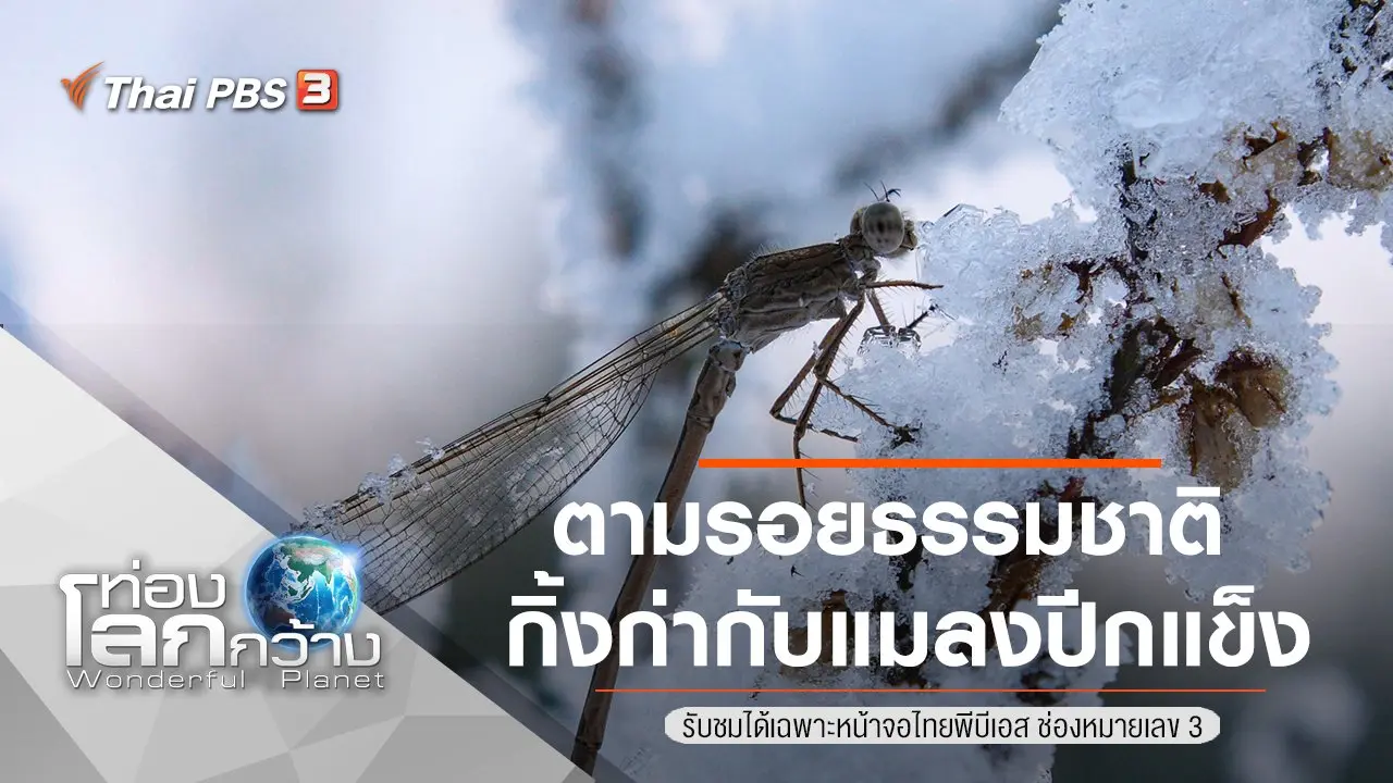 ตามรอยธรรมชาติกิ้งก่ากับแมลงปีกแข็ง