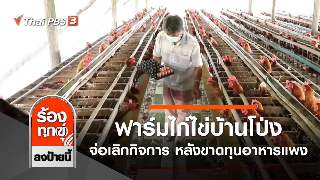 ฟาร์มไก่ไข่บ้านโป่ง จ่อเลิกกิจการ หลังขาดทุนค่าอาหารแพง จ.ราชบุรี