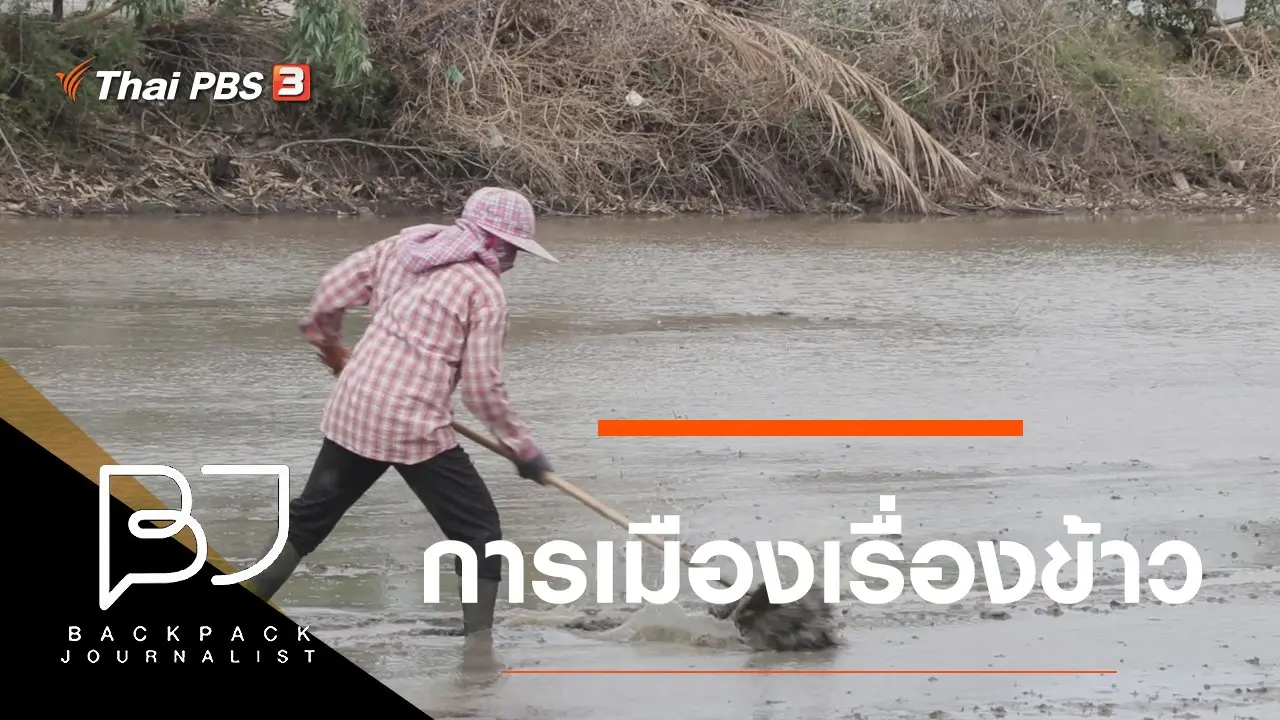 การเมืองเรื่องข้าว