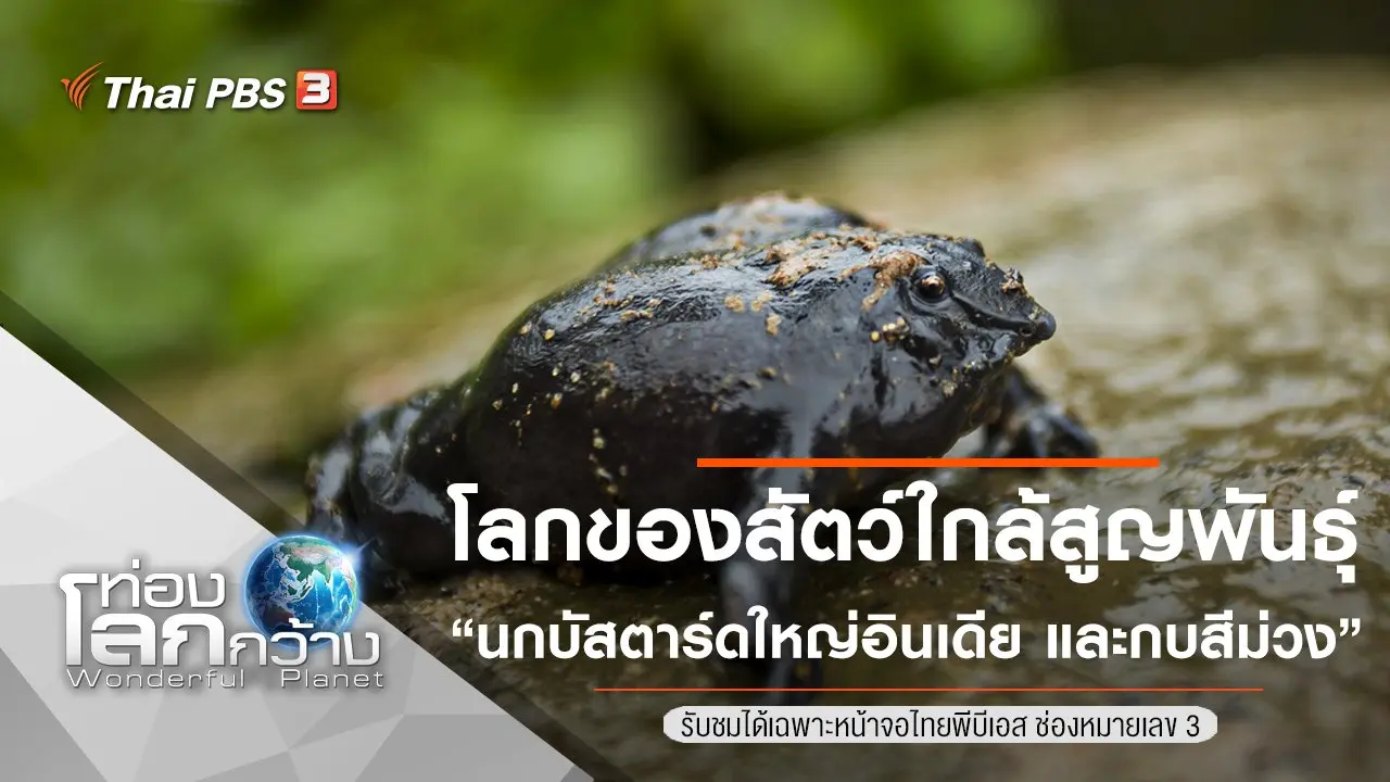 โลกของสัตว์ใกล้สูญพันธุ์ ตอน นกบัสตาร์ดใหญ่อินเดีย และกบสีม่วง