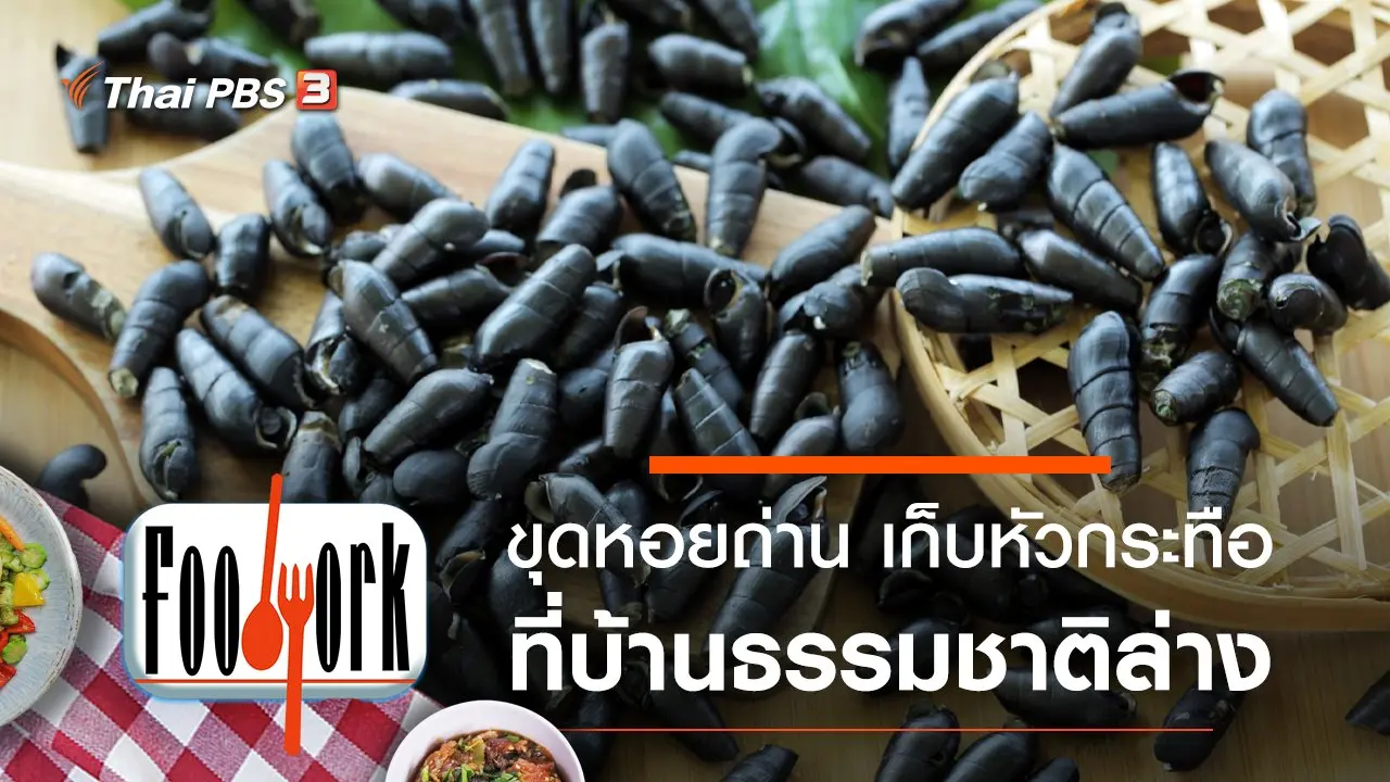 ขุดหอยถ่าน เก็บหัวกระทือ ที่บ้านธรรมชาติล่าง