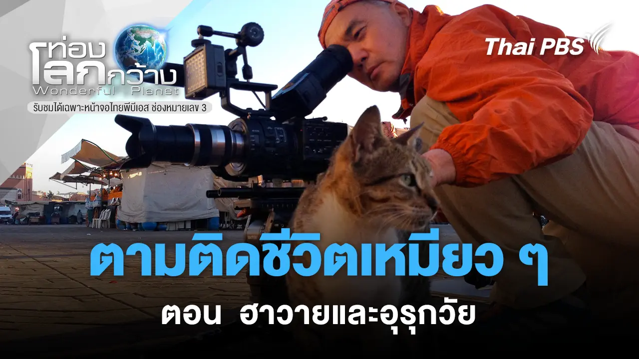 ตามติดชีวิตเหมียว ๆ ตอน  ฮาวายและอุรุกวัย  
