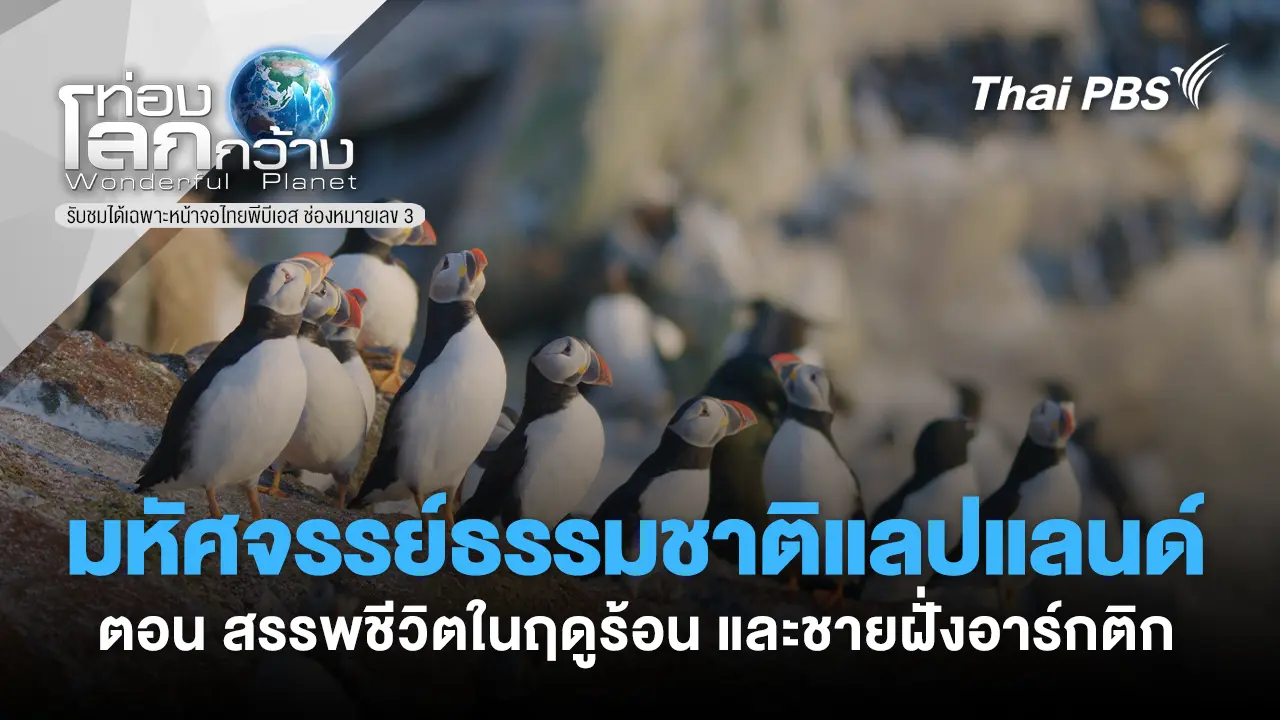  มหัศจรรย์ธรรมชาติแลปแลนด์ ตอน สรรพชีวิตในฤดูร้อน และชายฝั่งอาร์กติก