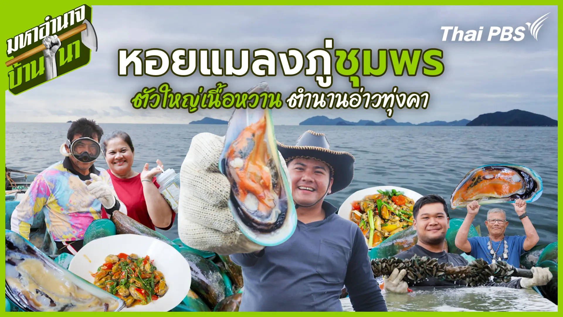 หอยแมลงภู่ชุมพร ตัวใหญ่เนื้อหวาน ตำนานอ่าวทุ่งคา