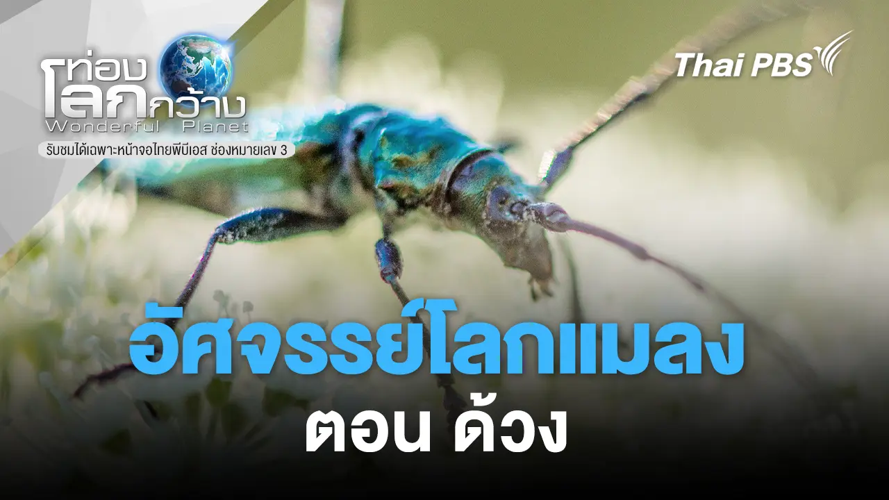 อัศจรรย์โลกแมลง ตอน ด้วง